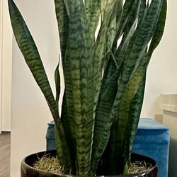 Live Snake Plant In Decorative Shiny Black Container 