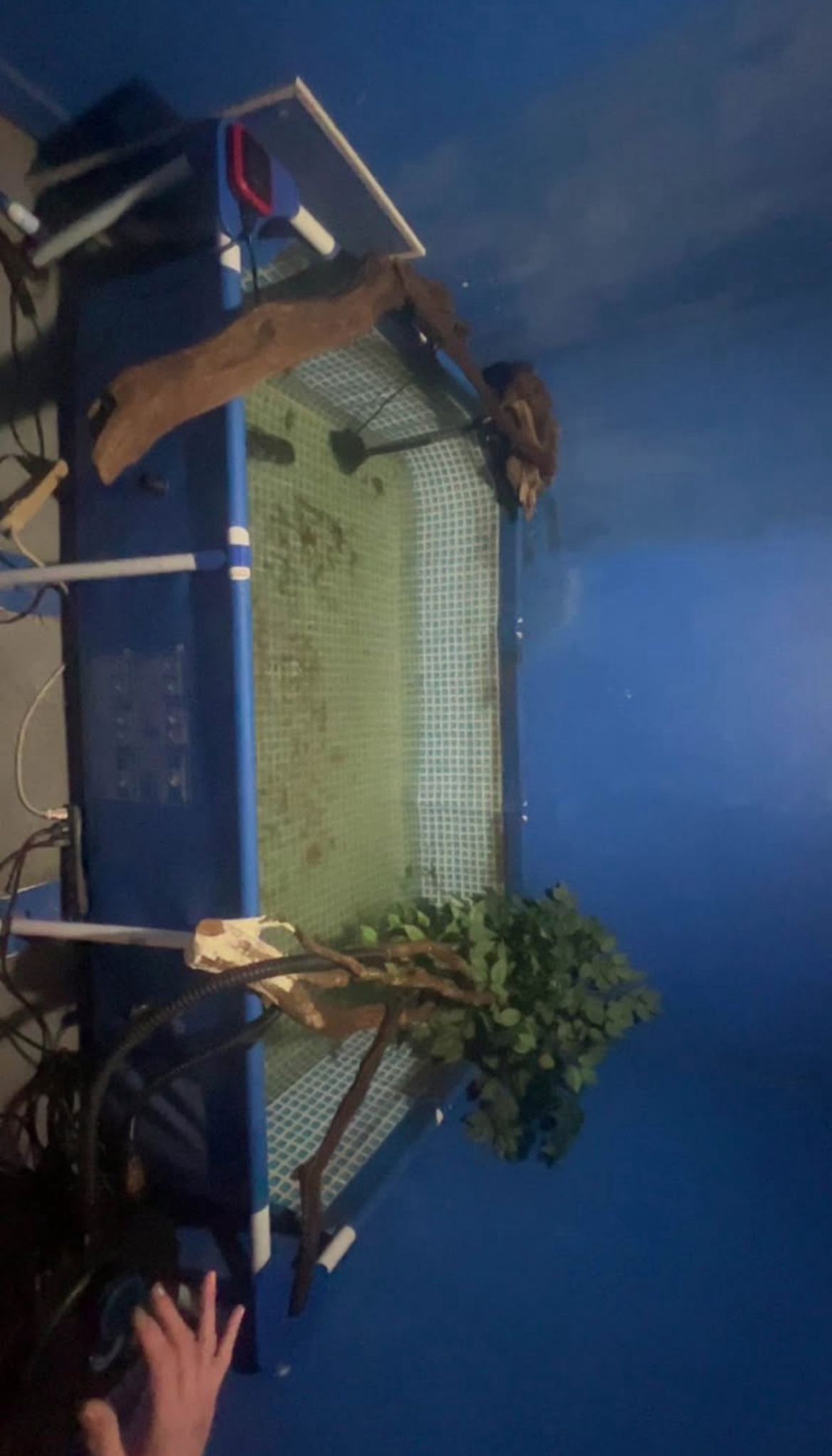 pool pond and 4000 gallon per hour filter