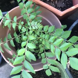 Curry Plant