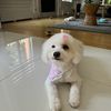 Peggy Lin