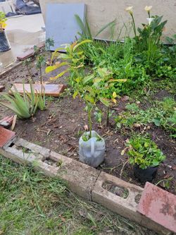 Hass Avocado tree