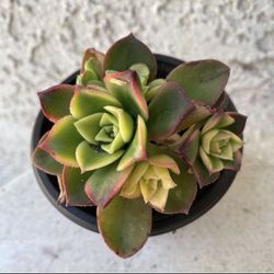 3 Inch Pot Succulent Plant - Aeonium Decorum  - Aeonium Kiwi Starburst - Rooted & Established - Drought Resistant 🪴 