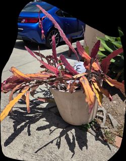 Queen of the Night Plant: Epiphyllum Oxypetalum, Night Blooming Cereus