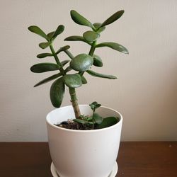 Jade Plant In Self Draining Plastic Pot 10"