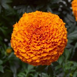 Inca II Orange Marigold plant flower cuttings
