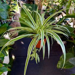 Plants (6”pot🌿Spider plants)$12 each or 2 for $20