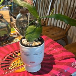 Queen Of The Night Plant