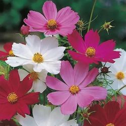 Vibrant Cosmos Seeds. Multicolor 50 NonGMO Heirloom Seeds.