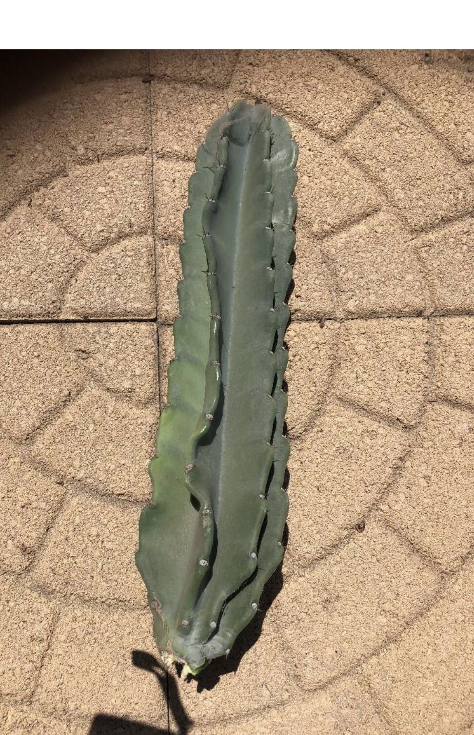 Catus Live Plant Ready To Plant 17-18"Tall