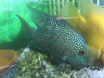 Aquarium Fish Tank Decor 