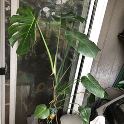 Monstera Plant 🪴 