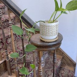 Plant For Room