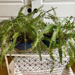 Beautiful fern house plants