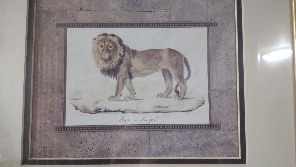 Lion In Senegal