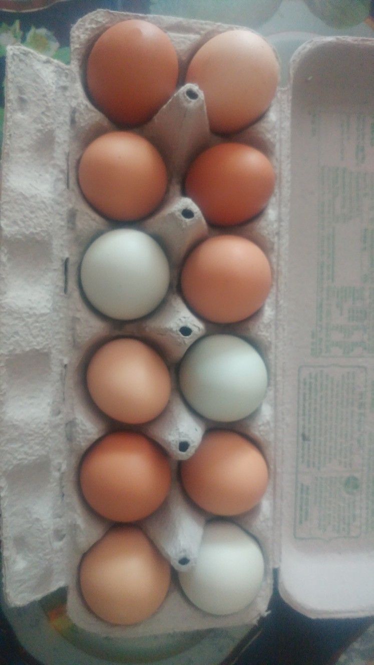 Organic Fresh eggs