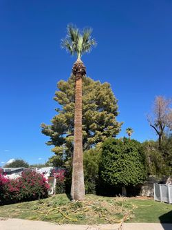 Palm trees