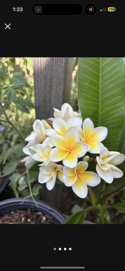 Beautiful White And Yellow Plumerias