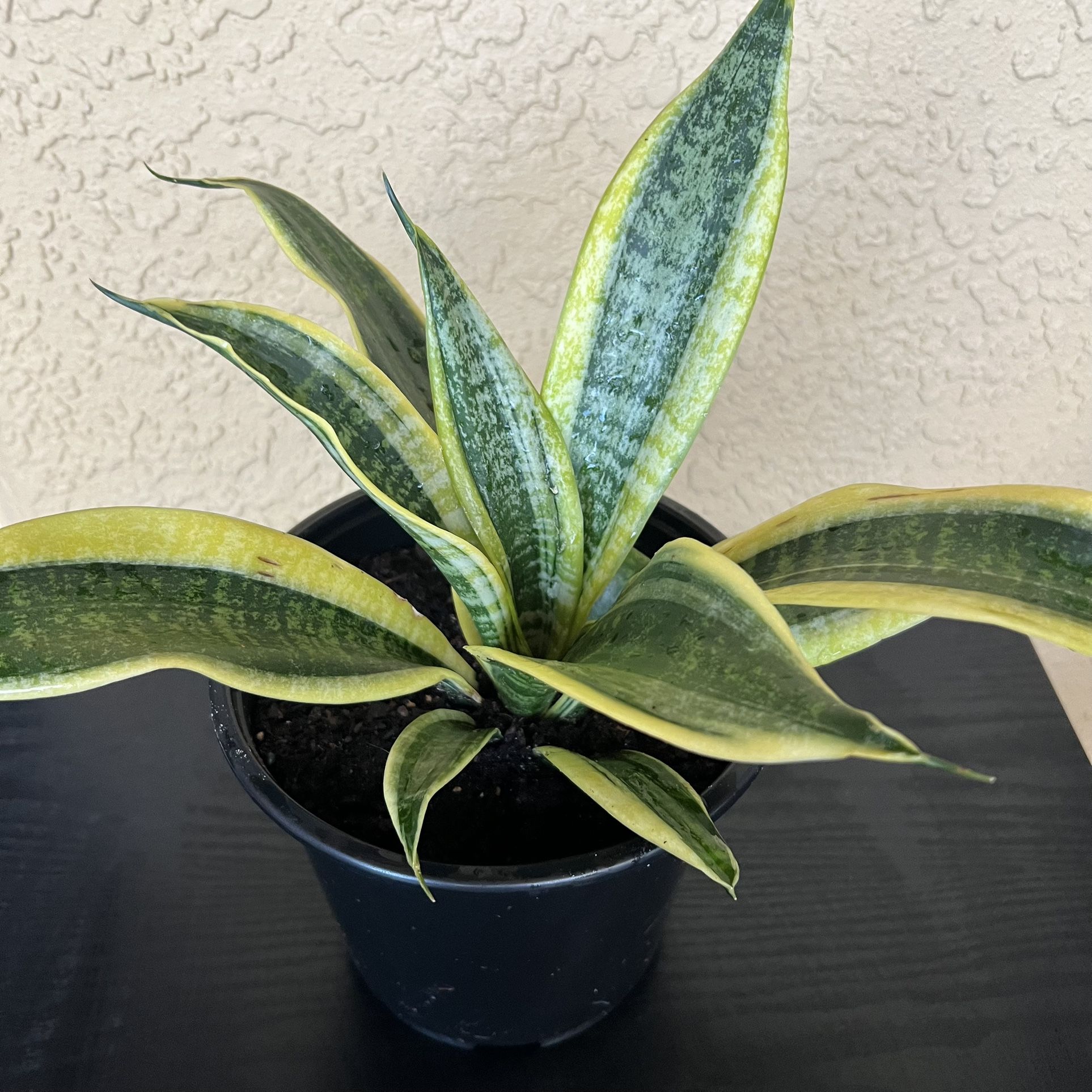 Superba Robusta Snake Plant  (Sanseveria) 🪴