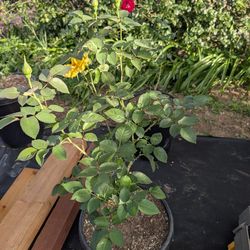 Red And Yellow Roses