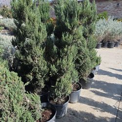 Juniper Blue Point Spiral 5gallon 6ft Tall 