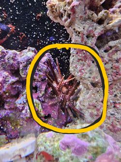 Aquarium Decoration *Pencil Urchin