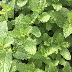 Mint Plant