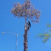 Noe Tree Service 
