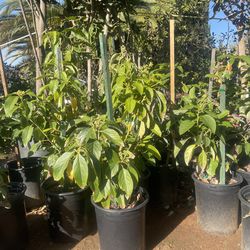 5  Gallon Size - Avocado trees - Peach trees - Pear trees - Pomegranate trees - Fig trees - Guava trees - Cherry trees - Loquat trees