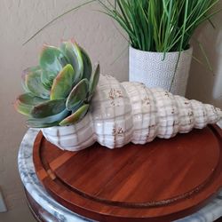 $15 Ceramic Shell with Artificial Succulent. Great Decor Piece 12"