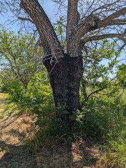 Black Walnut Trees For Firewood 