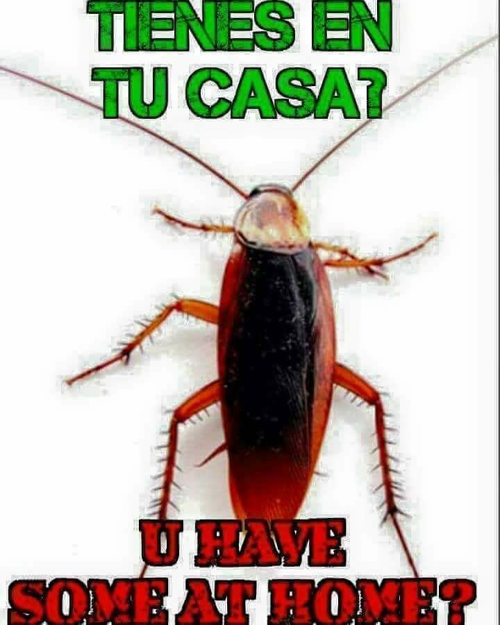 roaches cucarachas pulgas fleas
