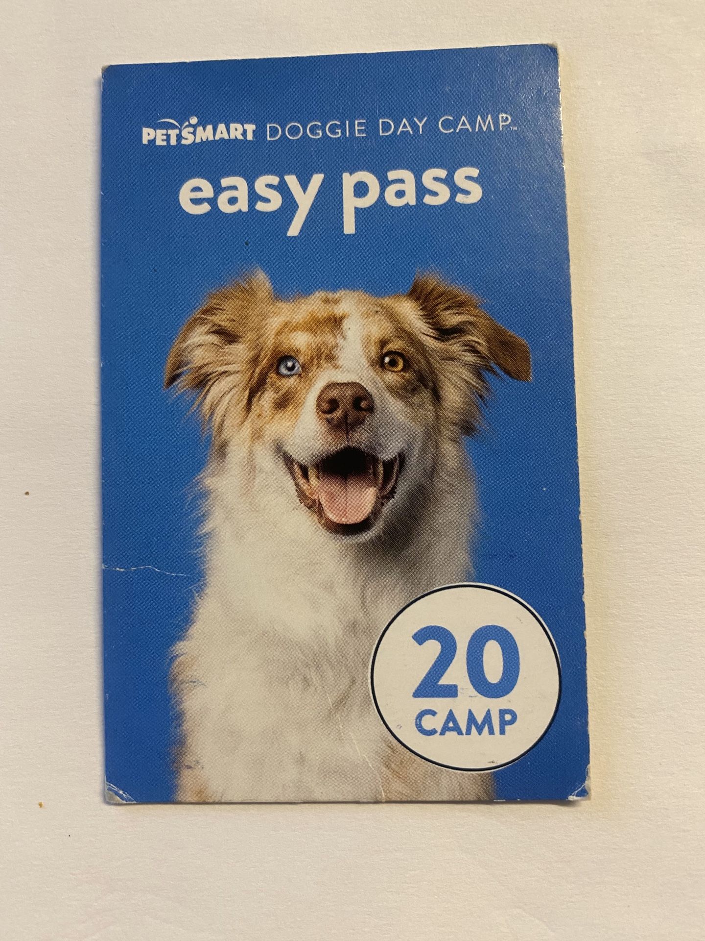 Doggie Day Camp pass