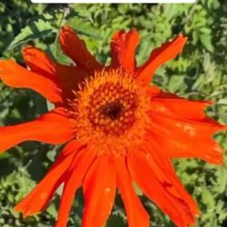 🔥🧡 Plant: Mexican Flame Vine