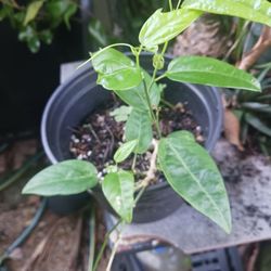 Native Passion Vine For Butterflies
