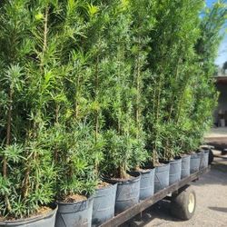 Spectacular Podocarpus Plants For Inmediate Privacy!!! 6 Feet Tall Measurements Over The Pot!! Fertilized 