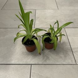 Spider Plant Shamrock Green 4” Pot