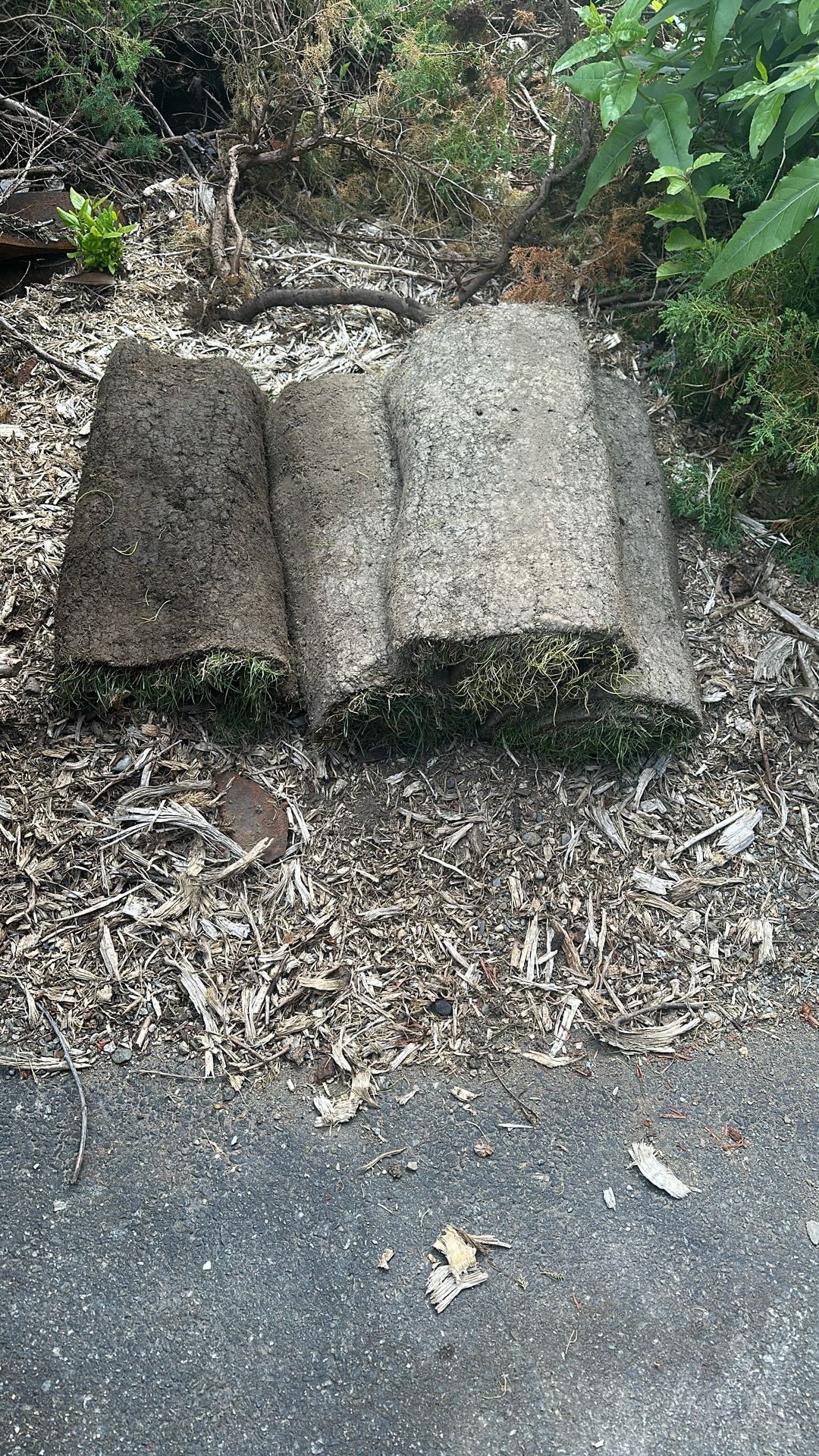 Fresh Sod