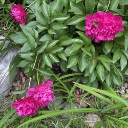Peony Plants
