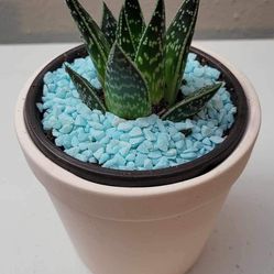 Decorative Aloe Plant With Ceramic Pot Indoor Outdoor 