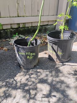 japanese maples