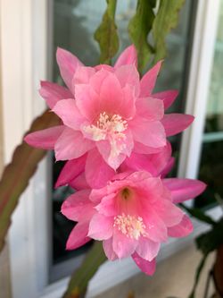Epiphyllum German empress