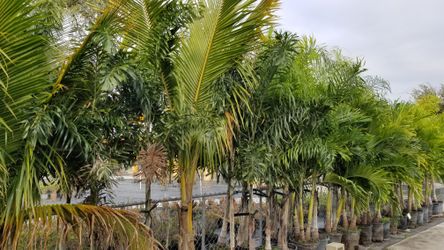 Coconut palms 14' tall delivered planted