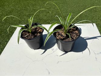 Spider plants