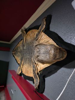 Crocodile 10f