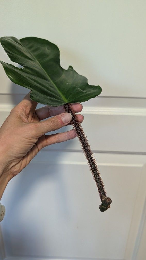Unusual Plant: Philodendron Squamiferum