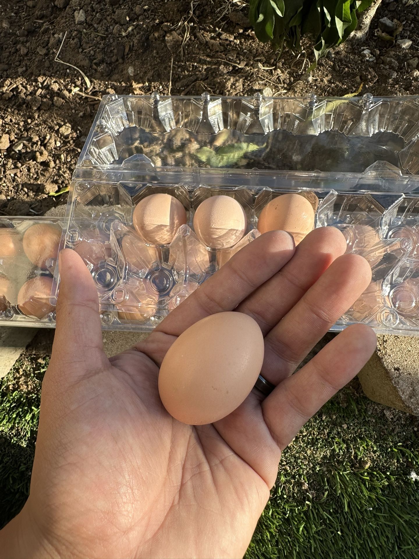 Fresh Eggs