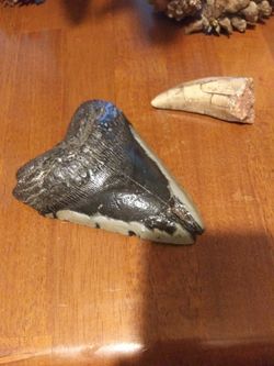 megladon fossil and other tooth fossil