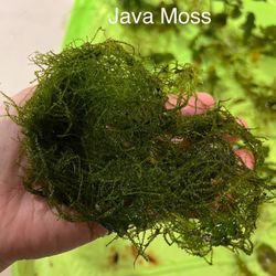 Aquarium Live java Moss For sale