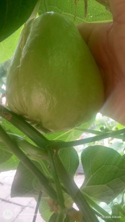 Chayotes  organicos $75 centavos la pieza
