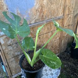 Monstera Thai